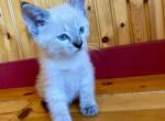 Macaroon - Domestic Kitten For Sale - Mankato&comma; MN&comma; US