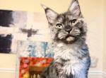 Misty Black smoke sweet female - Maine Coon Kitten For Sale - Grant Valkaria&comma; FL&comma; US