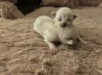 Kats Ravishing Ragdolls 2 kittens - Ragdoll Kitten For Sale - Lancaster&comma; PA&comma; US