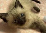 Seal Point Siamese - Siamese Kitten For Sale - Gurnee&comma; IL&comma; US