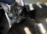 Junior - Domestic Cat For Adoption - 