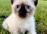 Star - Siamese Kitten For Sale - 