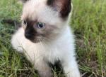 Oliver - Siamese Kitten For Sale - 