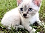 Iroh - Siamese Kitten For Sale - Columbus&comma; GA&comma; US