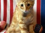 Surprise - Norwegian Forest Kitten For Sale - Arpin&comma; WI&comma; US