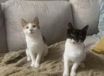 KiKi and KoKo - Domestic Kitten For Sale - Warner Robins&comma; GA&comma; US