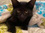 MISTY - Nebelung Kitten For Sale - Harwood Heights&comma; IL&comma; US