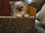Lord Fluff n Stuff - Ragdoll Kitten For Sale - Bigmount&comma; PA&comma; US