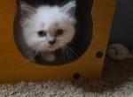 Lady - Ragdoll Kitten For Sale - Bigmount&comma; PA&comma; US