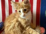 Cheeto - Norwegian Forest Kitten For Sale - Arpin&comma; WI&comma; US