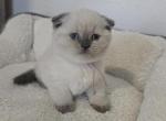 Color Point Scottish Fold Russian Blue Female - Scottish Fold Kitten For Sale - 