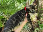 Charcoal bengal kitten available for sale Spirit - Bengal Kitten For Sale - Saint Augustine&comma; FL&comma; US