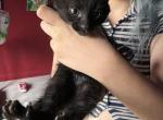 Romeo - Domestic Kitten For Sale - Philadelphia&comma; PA&comma; US