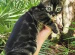 Charcoal bengal kitten available Onyx - Bengal Kitten For Sale - Saint Augustine&comma; FL&comma; US