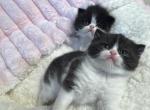 Winston and Bellas babies - Persian Kitten For Sale - Corp Christi&comma; TX&comma; US