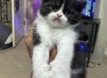 Exotic Short Hair Persians - Persian Kitten For Sale - 