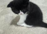 Winston and Bella litter - Persian Kitten For Sale - 