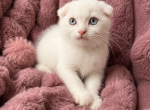 Scottish Fold Male - Scottish Fold Kitten For Sale - 