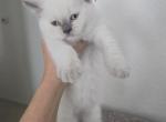 Lilac Point Scottish Straight Russian Blue Male - Scottish Straight Kitten For Sale - 