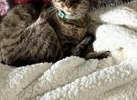 Mimi - Domestic Cat For Adoption - Algonquin&comma; IL&comma; US