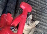 Dose not have one yet - Maine Coon Kitten For Sale - Portland&comma; OR&comma; US