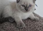 Color Point Scottish Fold Russian Blue Male - Scottish Fold Kitten For Sale - 