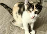Duchess Elf ear calico female - Munchkin Kitten For Sale - Fort Worth&comma; TX&comma; US