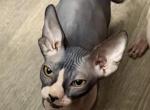 Juno sphynx girl bi color - Sphynx Kitten For Sale - Fort Worth&comma; TX&comma; US