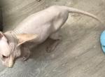 Juno boy sphynx - Sphynx Kitten For Sale - 