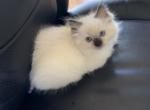 Sylvia - Ragdoll Kitten For Sale - San Diego&comma; CA&comma; US