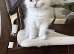 Shauna - Ragdoll Kitten For Sale - San Diego&comma; CA&comma; US
