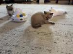 Sunny - Ragdoll Kitten For Sale - San Diego&comma; CA&comma; US