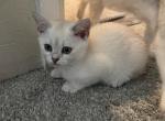 White Scottish straight female - Scottish Straight Kitten For Sale - 