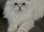 Oscar - Himalayan Kitten For Sale - Rockford&comma; IL&comma; US