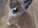 Florian - Snowshoe Kitten For Sale - Ocean Shores&comma; WA&comma; US