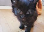 Beatrice - Ragdoll Kitten For Sale - Ocean Shores&comma; WA&comma; US