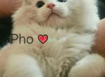 Pho - Ragdoll Kitten For Sale - Alta Loma&comma; CA&comma; US