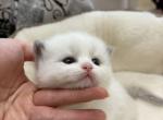 Hebe - Ragdoll Kitten For Sale - Monrovia&comma; CA&comma; US