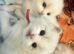 Ares - Ragdoll Kitten For Sale - Monrovia&comma; CA&comma; US