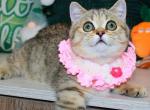 Kiara - Munchkin Kitten For Sale - Pembroke Pines&comma; FL&comma; US