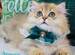 Kasper - Munchkin Kitten For Sale - Pembroke Pines&comma; FL&comma; US