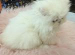 Persian white female - Persian Kitten For Sale - Orlando&comma; FL&comma; US