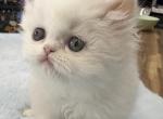 Persian white boy - Persian Kitten For Sale - Orlando&comma; FL&comma; US