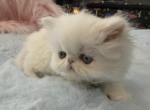 Persian flat face boy - Persian Cat For Sale - Orlando&comma; FL&comma; US