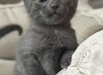 Russian Blue Kittens - Russian Blue Kitten For Sale - Cambridge&comma; MA&comma; US