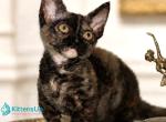 Zhannet - Minskin Kitten For Sale - Hollywood&comma; FL&comma; US