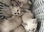 White fur Kittens - American Longhair Kitten For Sale - 