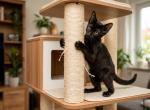 Dahlia - Domestic Kitten For Sale - Columbus&comma; KS&comma; US