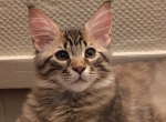 Clara Chia Shakira and Piques Kittens - Maine Coon Kitten For Sale - Wrentham&comma; MA&comma; US