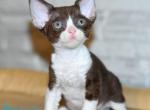 Iden - Devon Rex Kitten For Sale - Norwalk&comma; CT&comma; US